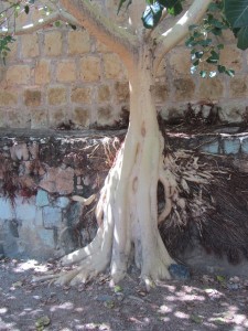 Arbre Amalt (Mexique)